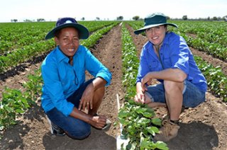 Skilled Migrant Ellen Iramu and Sandra Williams, who is the Team Leader, Agriculture & Food, CSIRO based at the Australian Cotton Research Institute, Narrabri. 