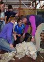 High School students advise as Agriculture Minister Adam Marshall prepares to shear a sheep.